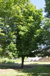 Acer rubrum 'Fairview Flame' — photo 2